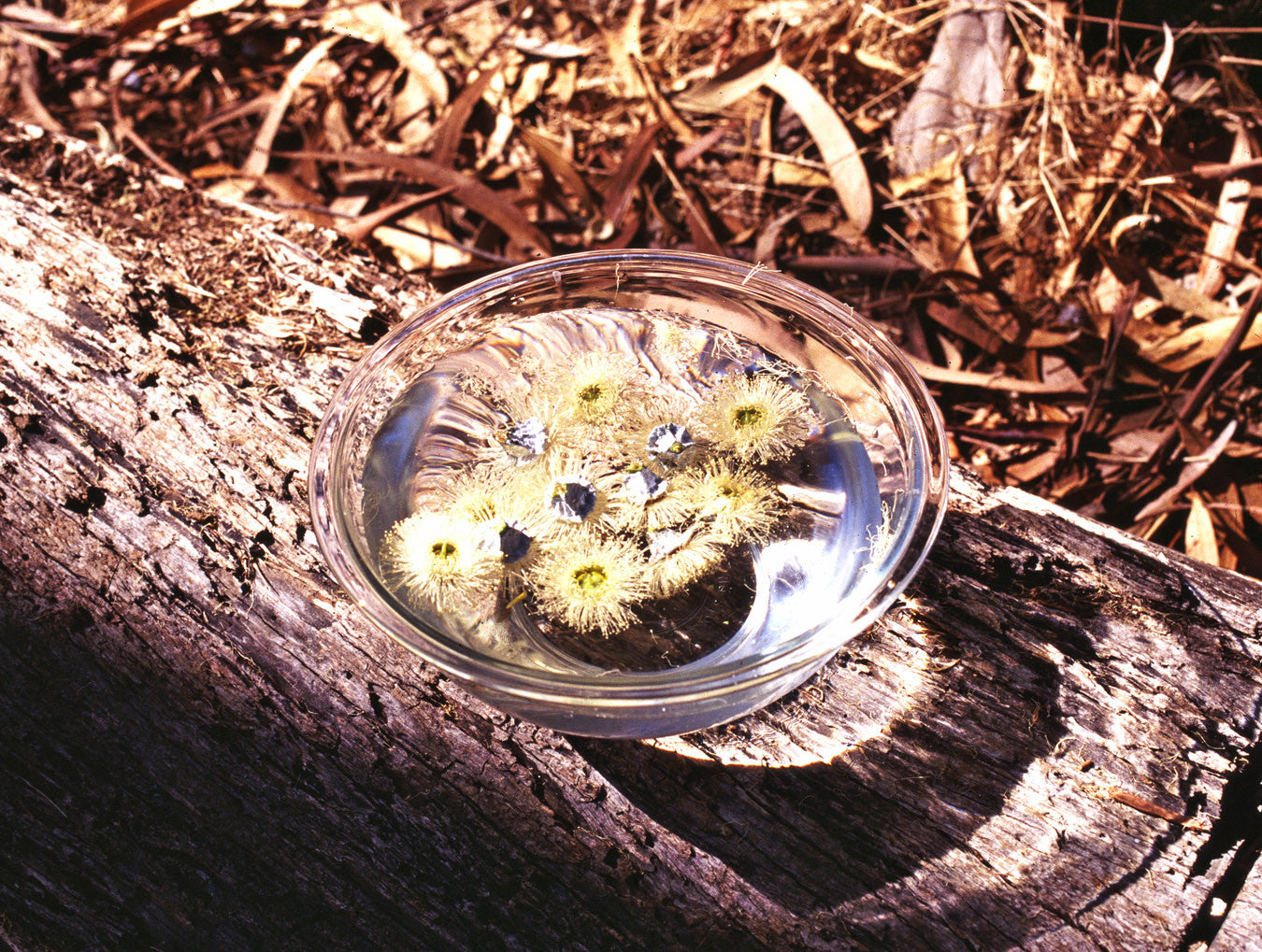 Deep Breath ~ Eucalyptus