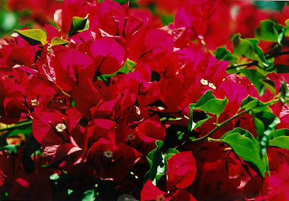 Dance ~ Bougainvillea