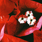 Dance ~ Bougainvillea