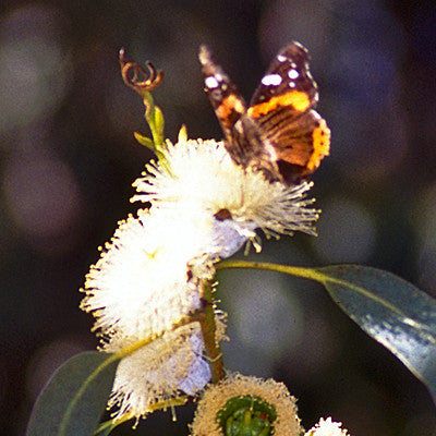 Deep Breath ~ Eucalyptus