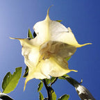 Divine Messenger ~ Angel’s Trumpet