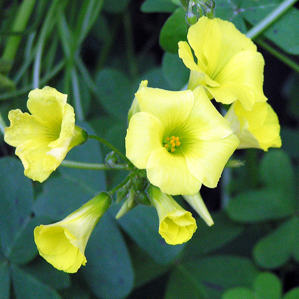 Early Bloomer ~ Oxalis