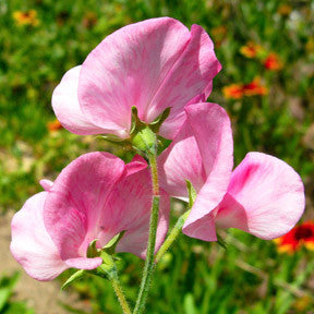 Earth is My Heaven ~ Sweet Pea