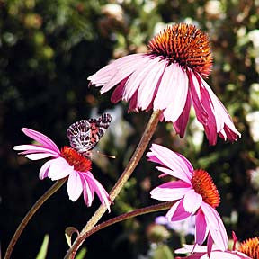 Echinacea Energy ~ Purple Cone Flower