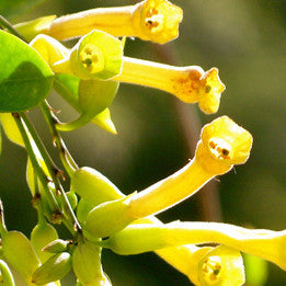 Emancipation ~ Tobacco flower