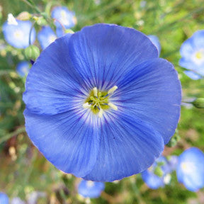 Endearing Remembrance ~ Forget-Me-Not