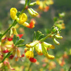 Epic Tolerance ~ Deerweed