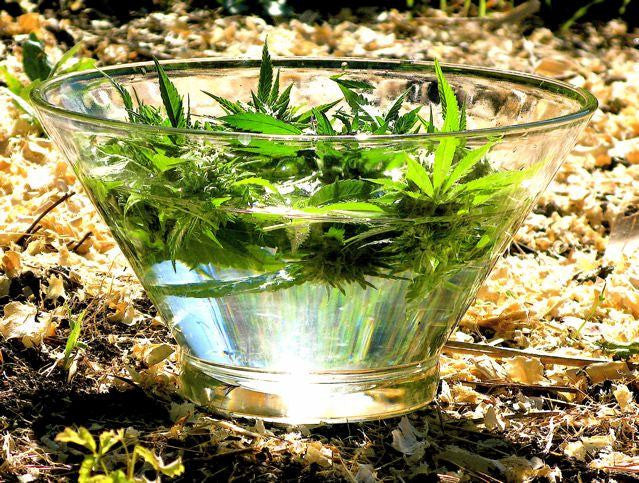 Expanded Awareness ~ Cannabis