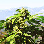 Expanded Awareness ~ Cannabis