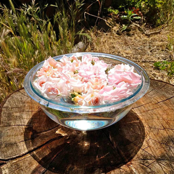 Fairy Princess ~ Cecile Brunner Rose