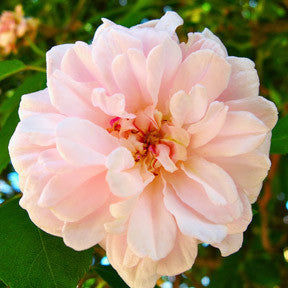 Fairy Princess ~ Cecile Brunner Rose