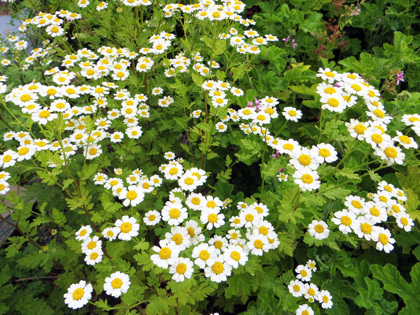 Clear Head ~ Feverfew