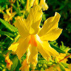 Floral Erotica ~ Sticky Monkey Flower