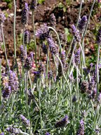 Full Moonlight ~ Lavender