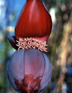 God/Goddess Unity ~ Banana