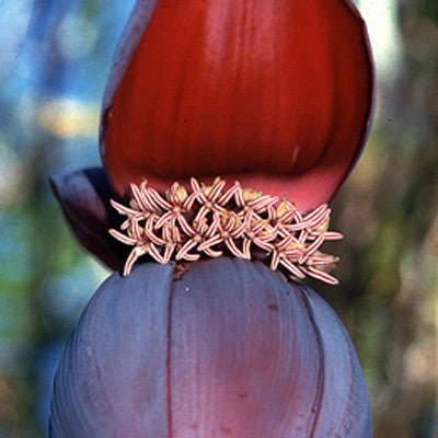 God/Goddess Unity ~ Banana