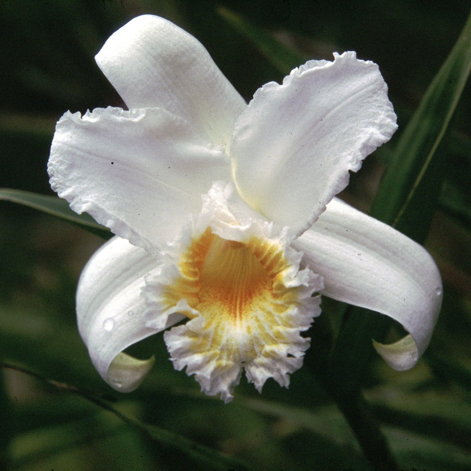 Gold + Silver/White Chakra ~ Sobralia setigera