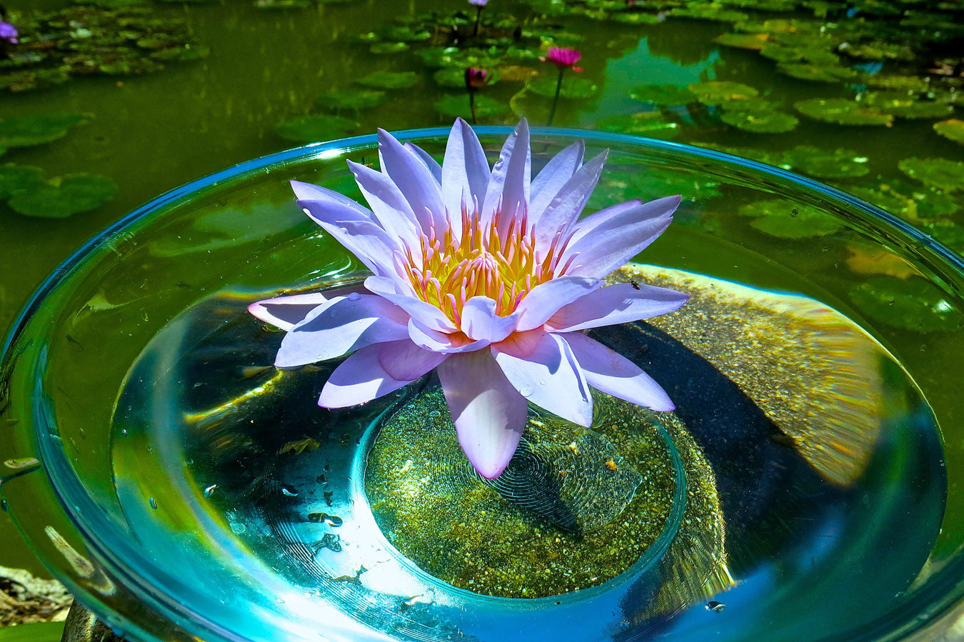Grace of Creation ~ Blue Lotus (Water Lily)