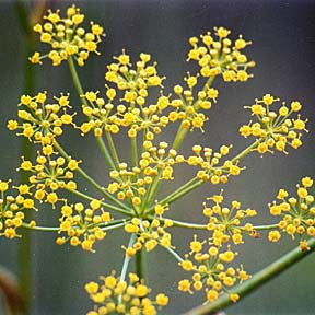 Graceful Shift ~ Fennel