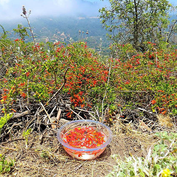 Spunky ~ Heart-Leaved Penstemon
