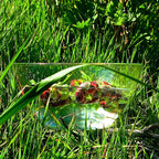 Humility ~ Wild California Peony