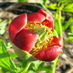 Humility ~ Wild California Peony