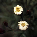 I Am Generosity ~ Chijchipa