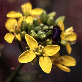 I Am Gratitude ~ Yuyu