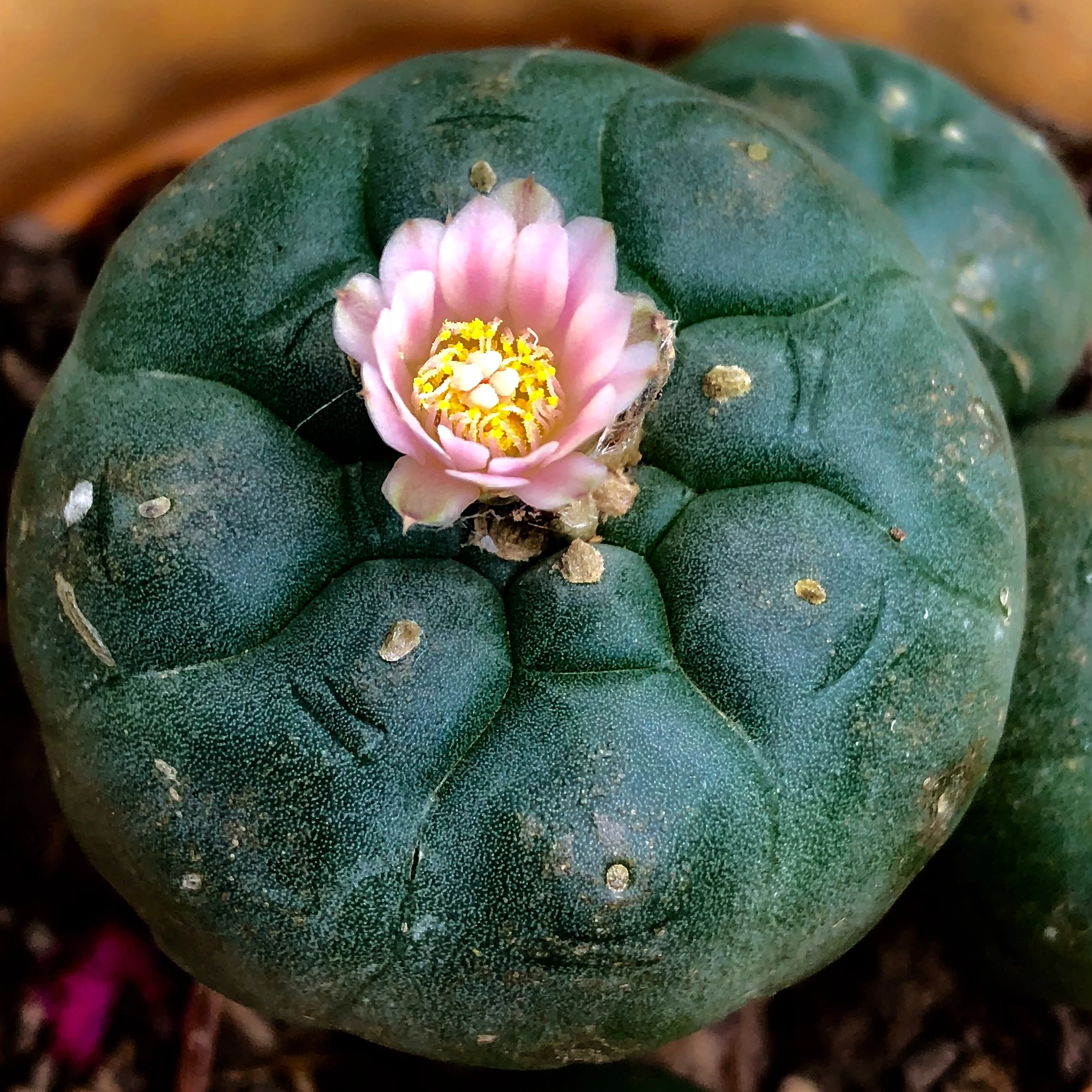 Sacred Messages ~ Peyote Cactus Flower