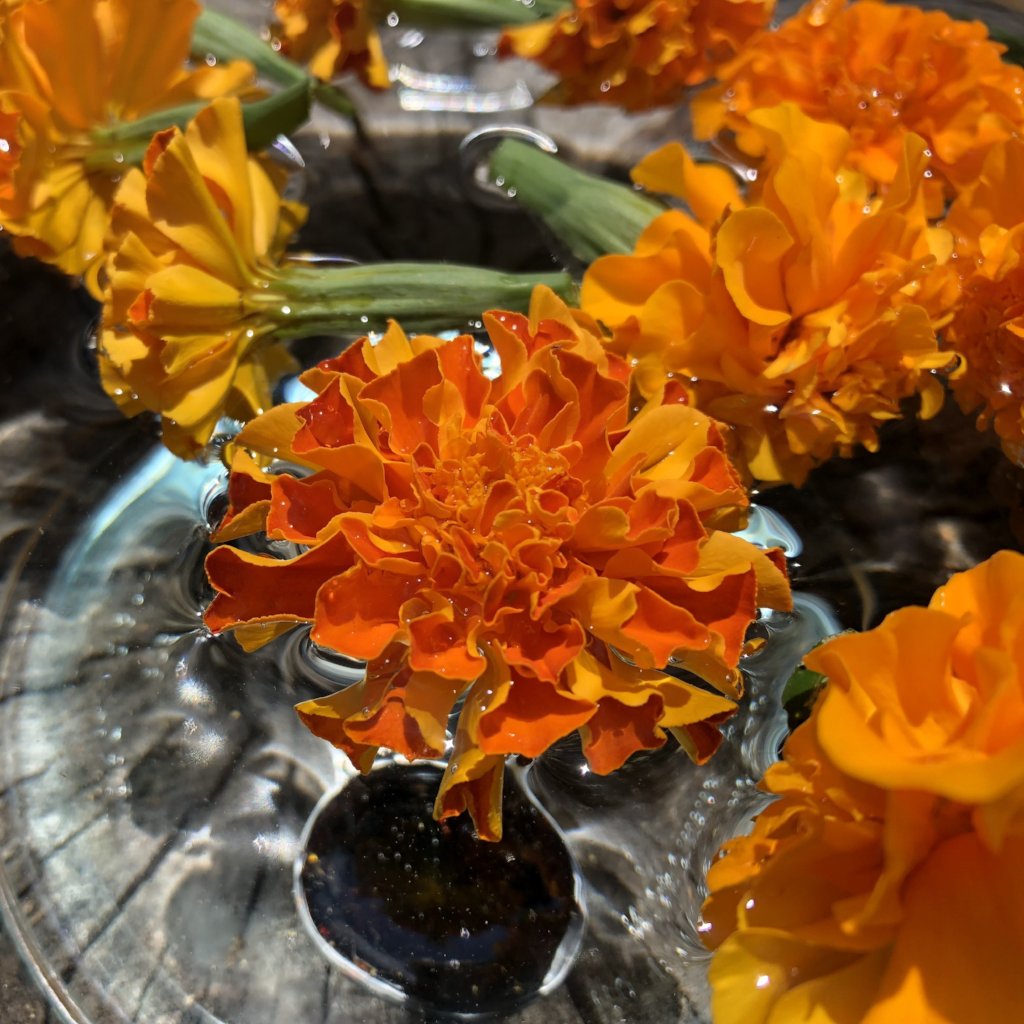 Marigold with Zinc