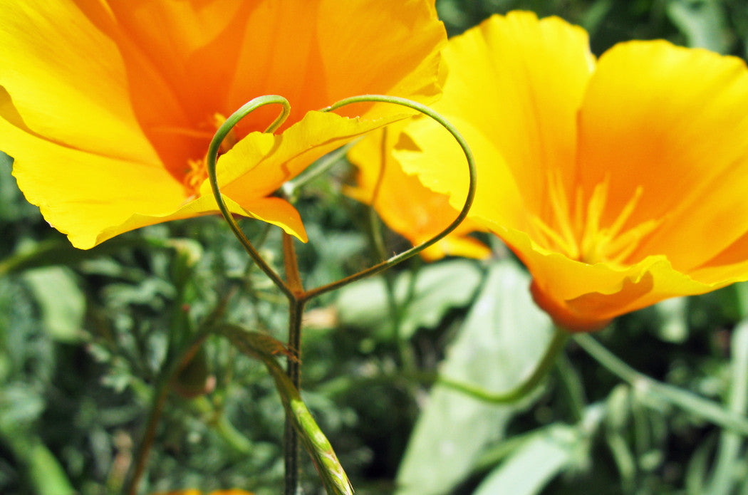 Cup of Gold ~ California Poppy