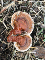 Reishi Mushroom