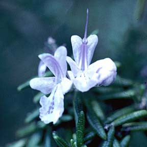 I Remember ~ Rosemary