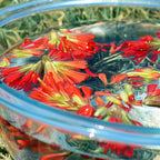 Project Catalyst ~ Indian Paintbrush