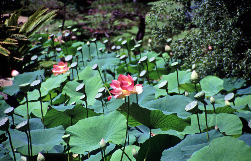 Initiation of the Heartlight ~ Pink Lotus