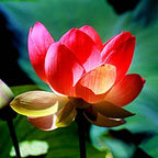 Initiation of the Heartlight ~ Pink Lotus