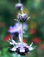 Inner Guru ~ Purple Sage