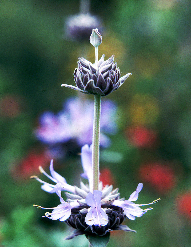 Inner Guru ~ Purple Sage