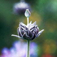 Inner Guru ~ Purple Sage