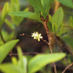 Inocencia Coca ~ Coca