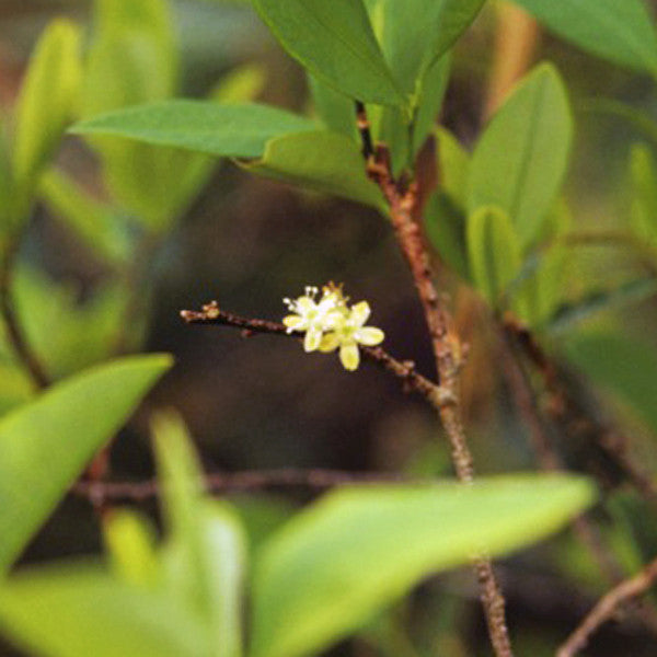 Inocencia Coca ~ Coca