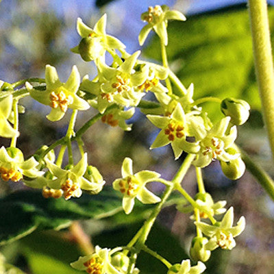 Intimacy ~ Poison Oak Flower