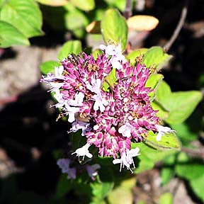 Let Go and Trust ~ Oregano