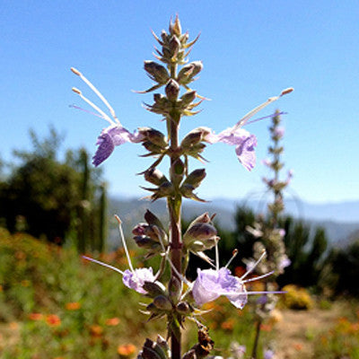 Let The Light In ~ White Sage