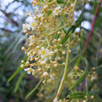 Light Navigator ~ California Pepper Tree