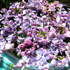 Complete with the Past ~ Lilac