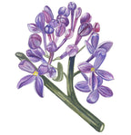 Complete with the Past ~ Lilac