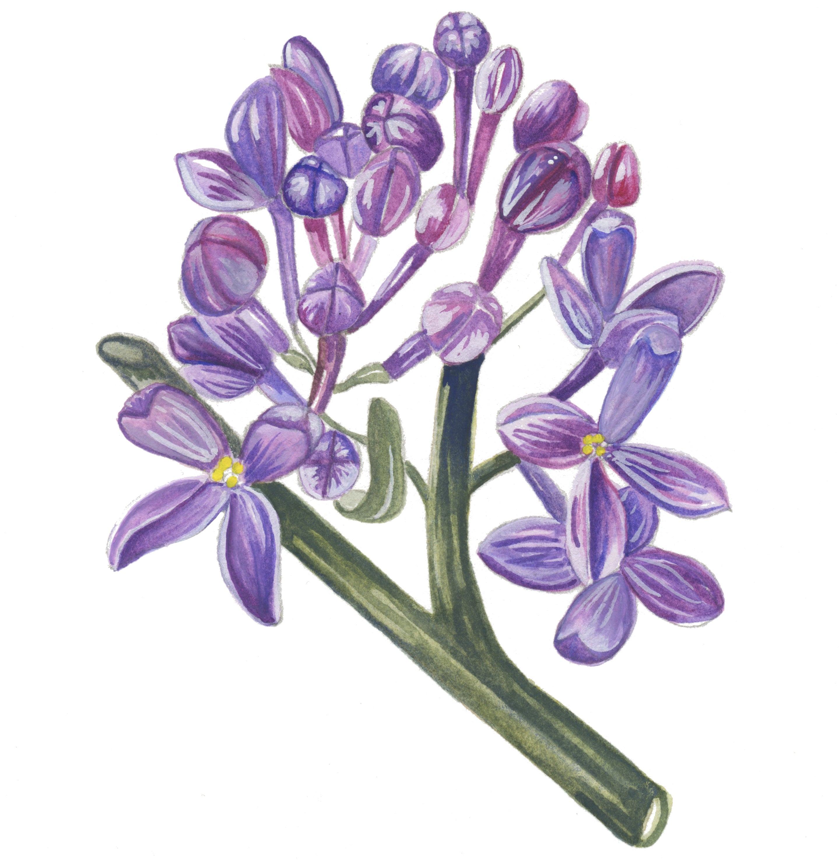 Complete with the Past ~ Lilac