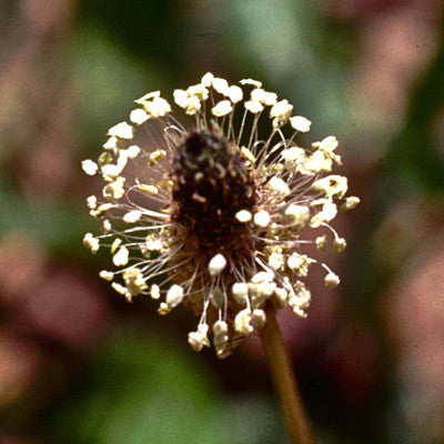 Magic Healer ~ Plantain