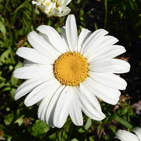 Majestic Mandala ~ Shasta Daisy